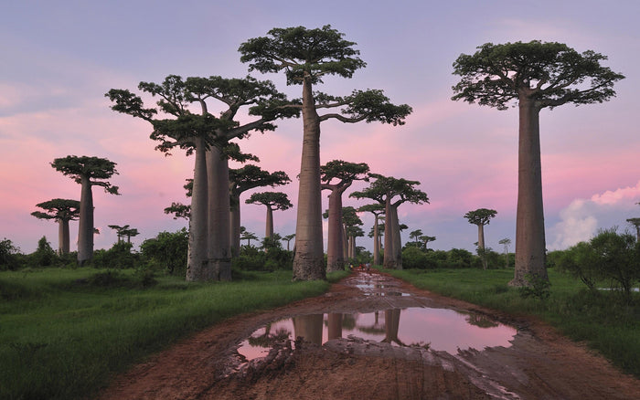 INGREDIENT SPOTLIGHT | BAOBAB