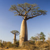 WHAT'S IN YOUR BLNDN? SPOTLIGHT ON BAOBAB SEEDS